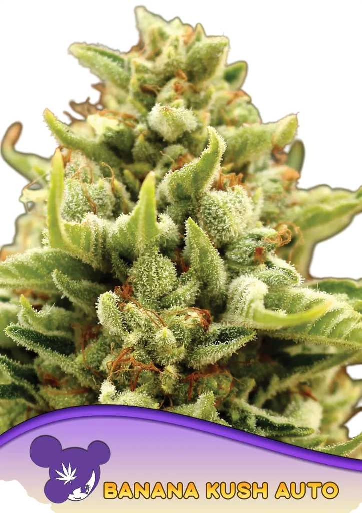 Banana Kush Auto – Produktansicht