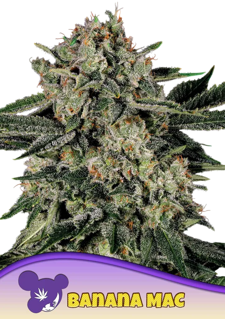 Banana MAC | PHOTOFEM | Anesia Seeds