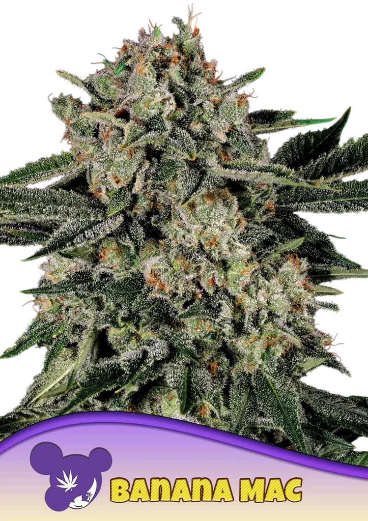 Banana MAC | PHOTOFEM | Anesia Seeds