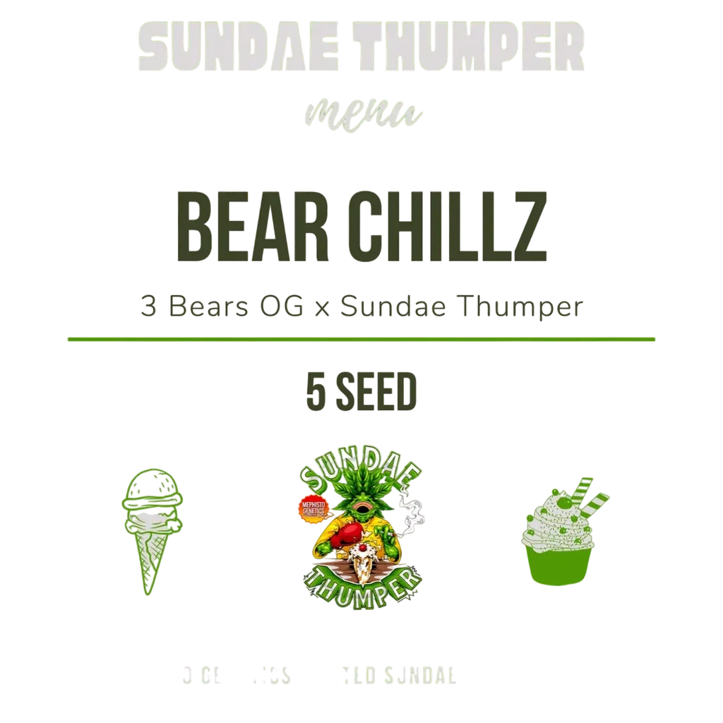 Bear Chillz Auto – Produktansicht