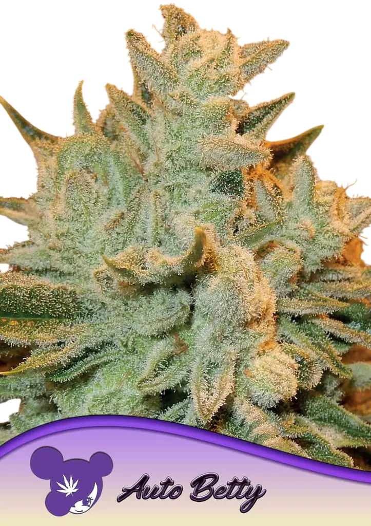 Betty Auto | AUTOFEM | Anesia Seeds