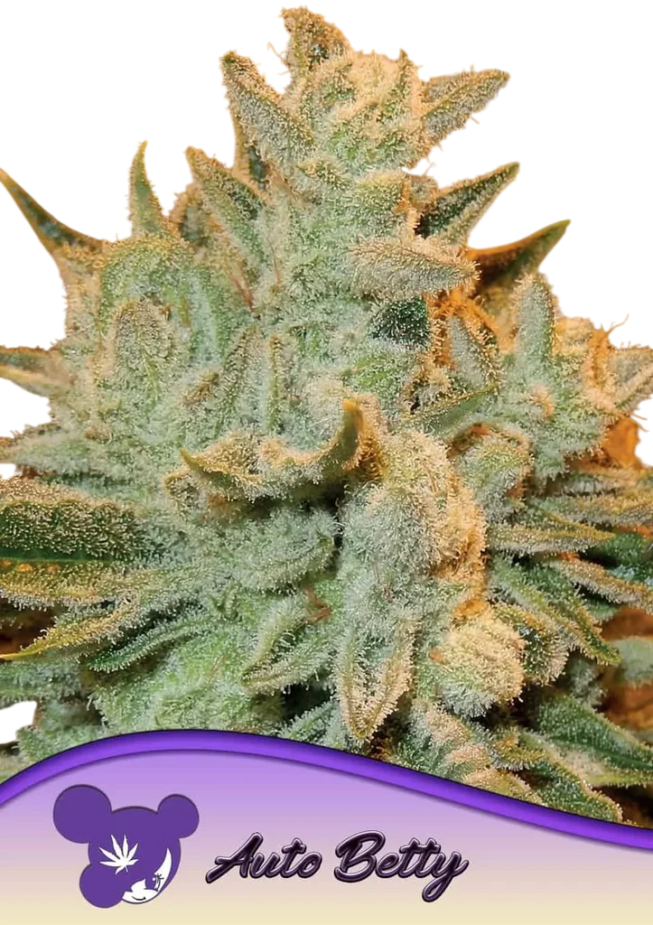 Betty Auto | AUTOFEM | Anesia Seeds