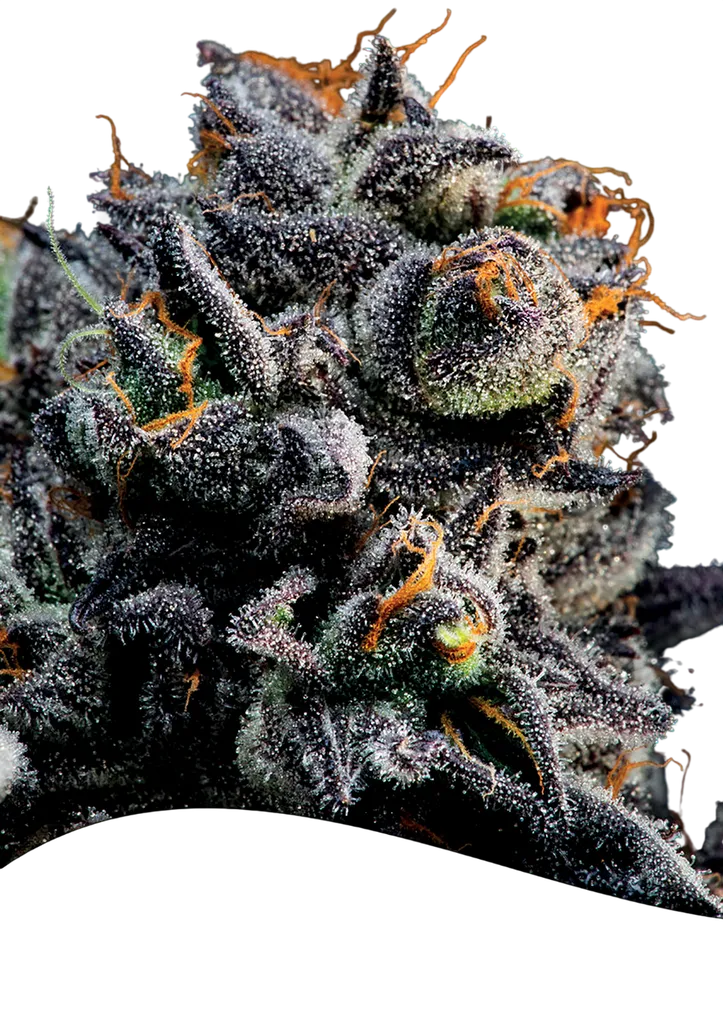 Blueberry Banana Auto | AUTOFEM | Anesia Seeds