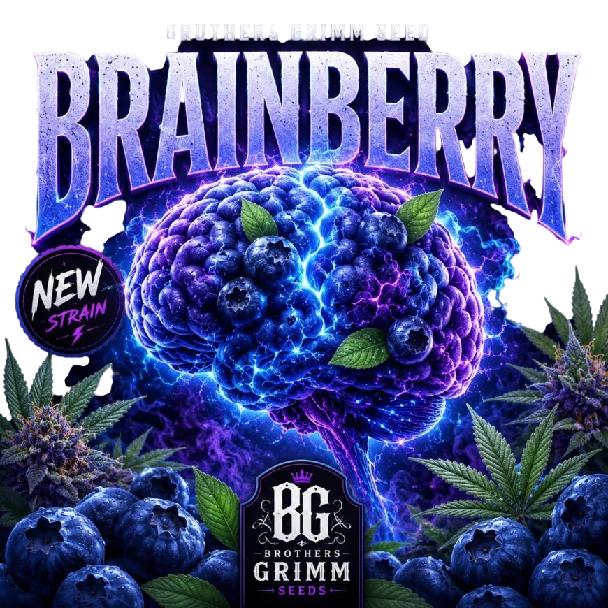 Brainberry | PHOTOFEM | Brothers Grimm Seeds