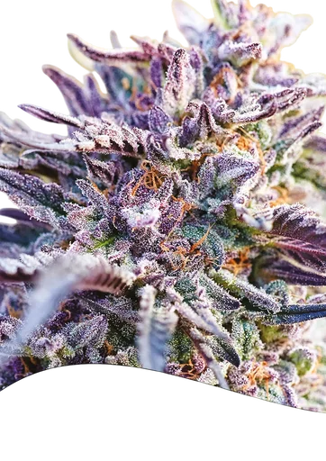 Bubblegum Auto