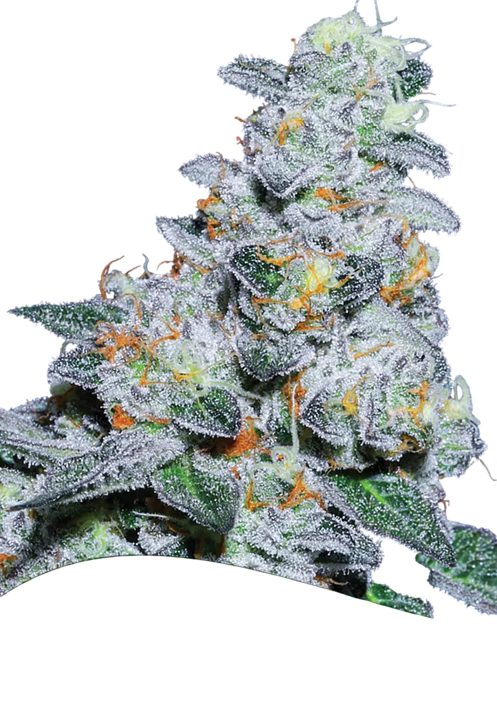 Captain Future | PHOTOFEM | Anesia Seeds
