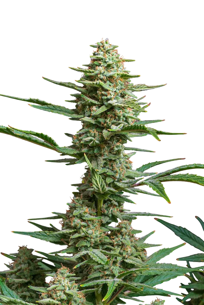 Chewy's Fruit Punch Auto – Produktansicht