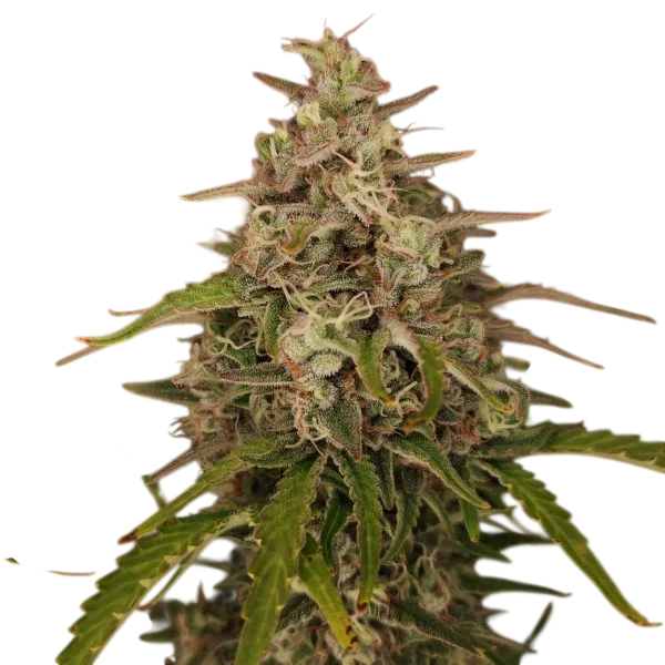 Chronic Ryder Auto | AUTOREG | Doctors Choice