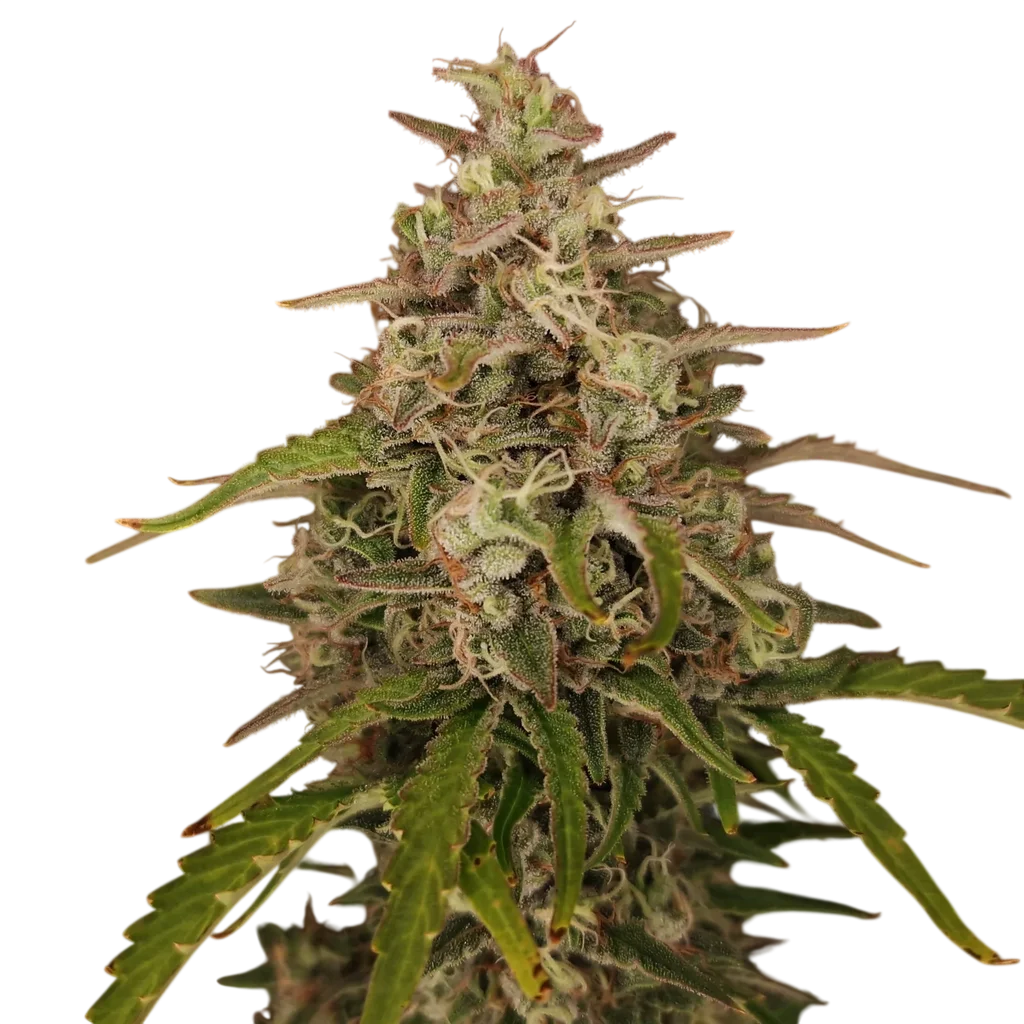 Chronic Ryder Auto | AUTOREG | Doctors Choice
