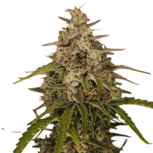 Chronic Ryder Auto