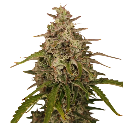 Chronic Ryder Auto