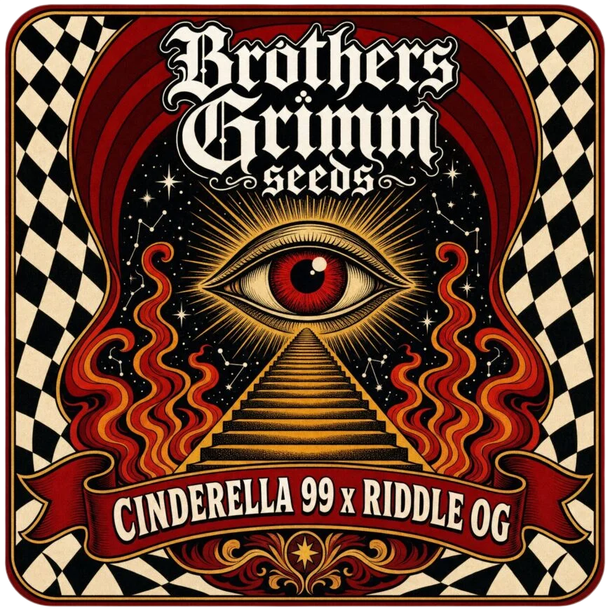 Cinderella 99 x Riddle OG | PHOTOFEM | Brothers Grimm Seeds