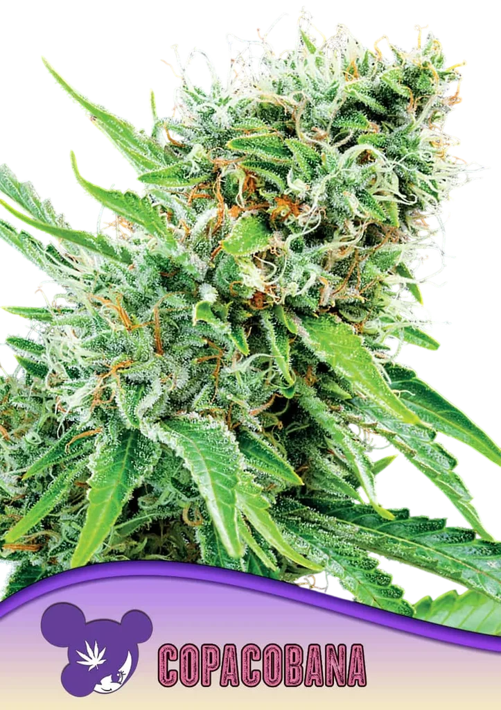 Copacobana – Produktansicht