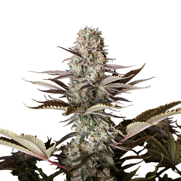 DC Kush | PHOTOREG | Doctors Choice