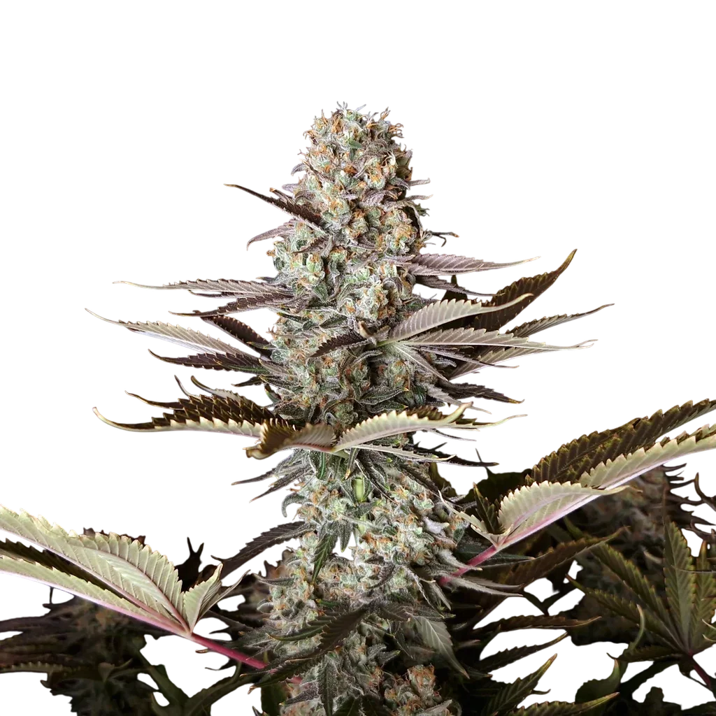 DC Kush | PHOTOREG | Doctors Choice