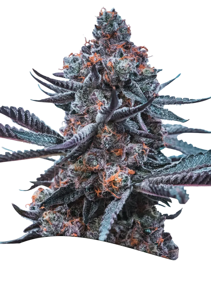 Deep Jealousy Auto | AUTOFEM | Anesia Seeds