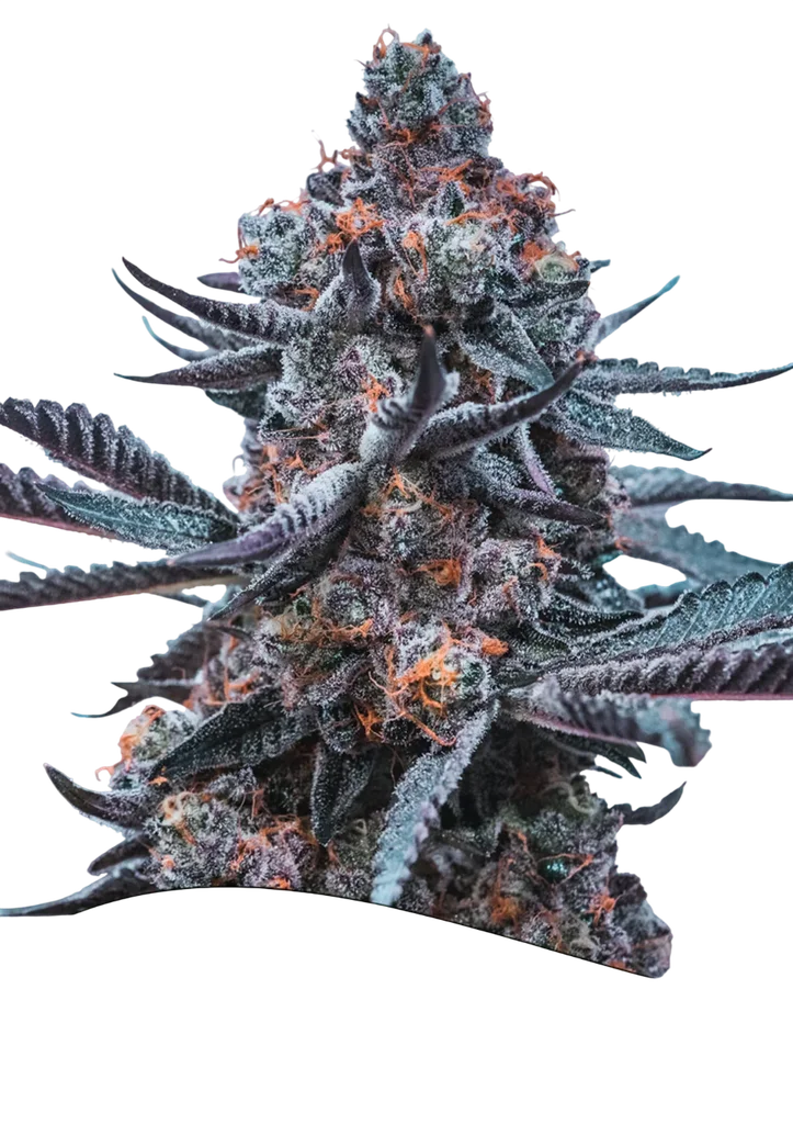 Deep Jealousy Auto | AUTOFEM | Anesia Seeds