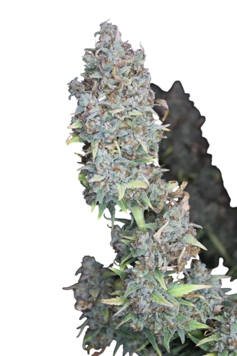 Double Smile Auto