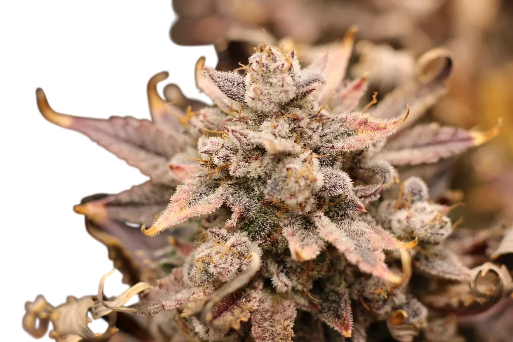 El Chemi Kiwi Auto | AUTOFEM | Mephisto Genetics