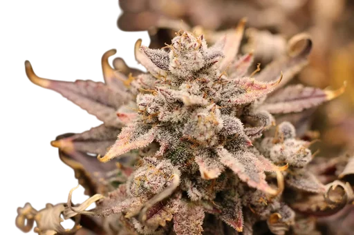 El Chemi Kiwi Auto