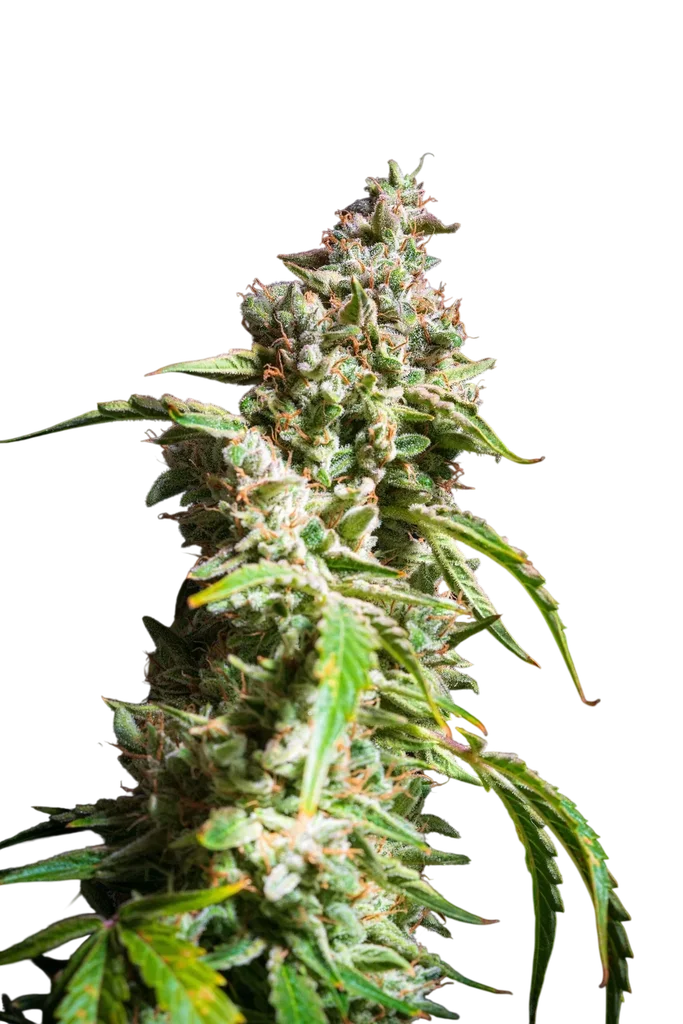 E.T Munchies Auto – Produktansicht