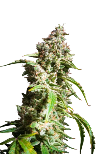 E.T Munchies Auto