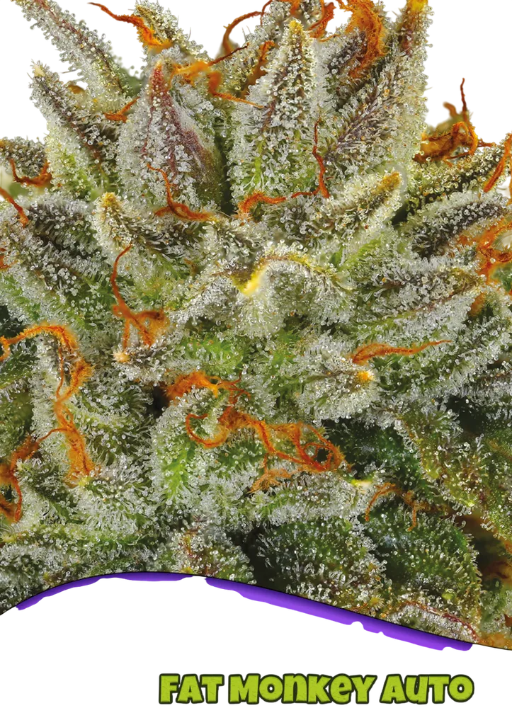 Fat Monkey Auto | AUTOFEM | Anesia Seeds