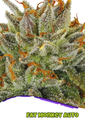 Fat Monkey Auto