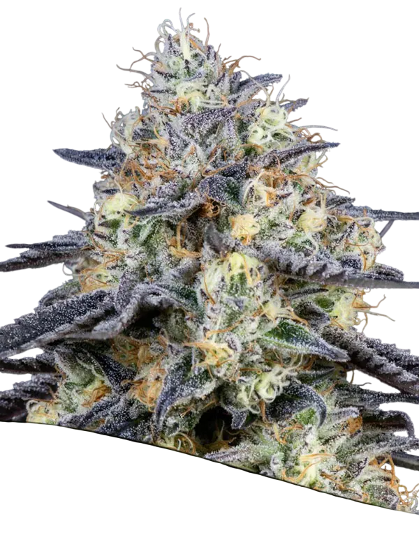 Foster | PHOTOFEM | Anesia Seeds
