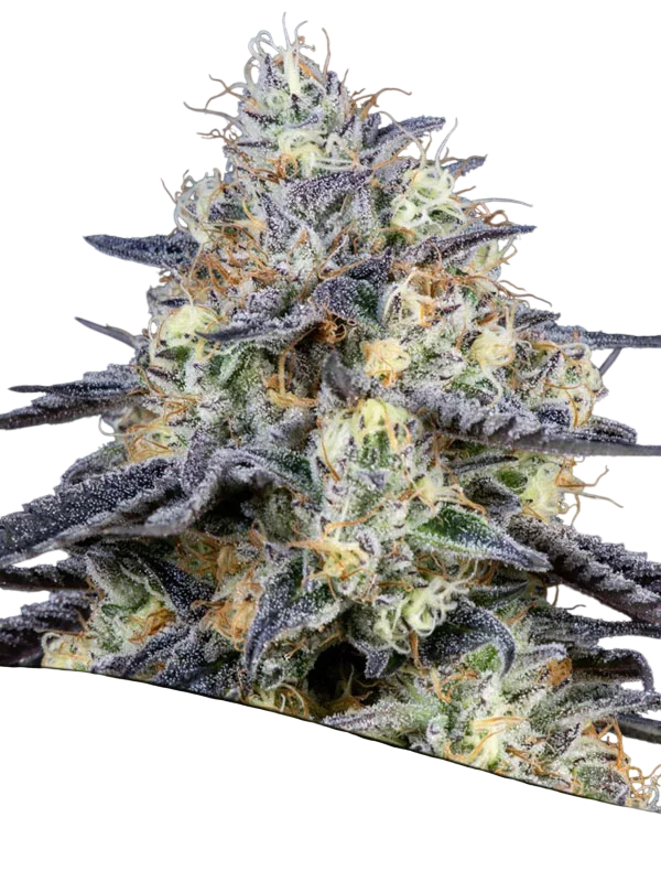 Foster | PHOTOFEM | Anesia Seeds