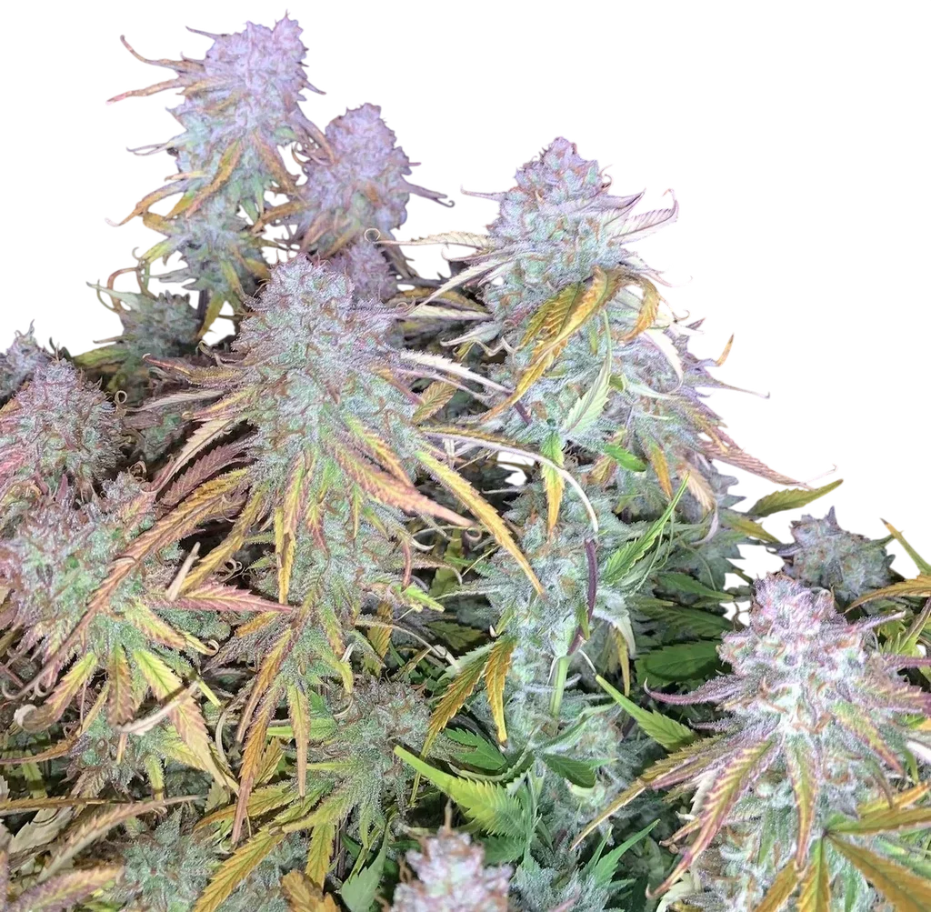 Funky Mangifera Auto | AUTOFEM | Mephisto Genetics