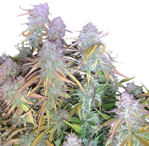 Funky Mangifera Auto