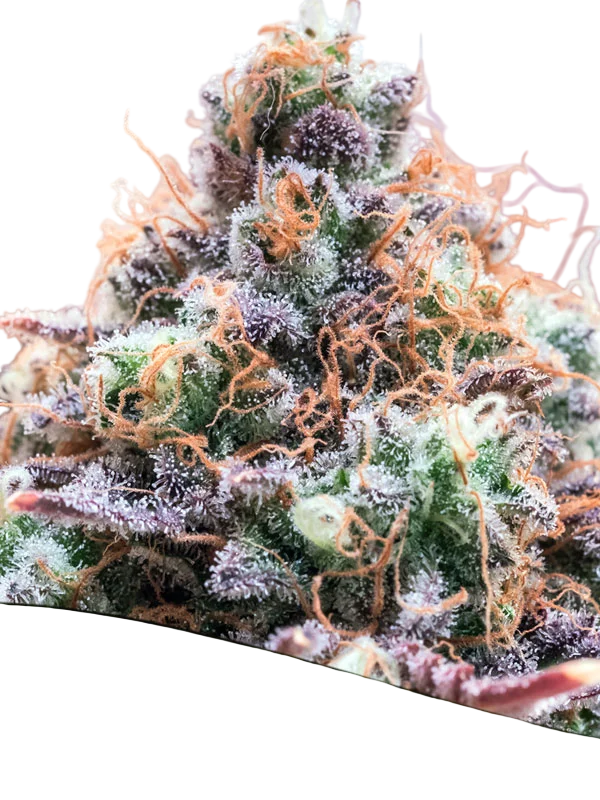Future Island | PHOTOFEM | Anesia Seeds