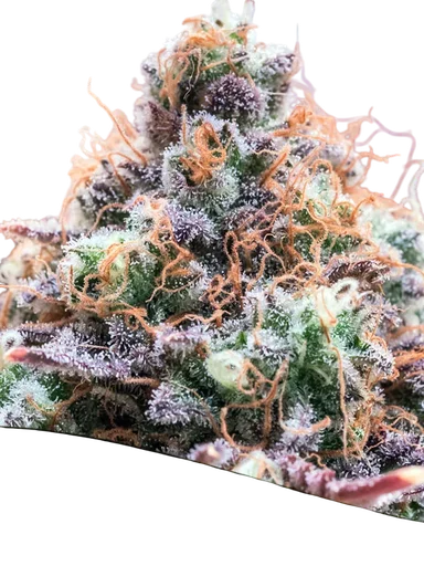 Future Island
