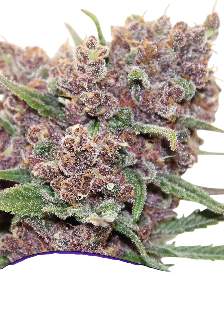 Gelato Dream | PHOTOFEM | Anesia Seeds