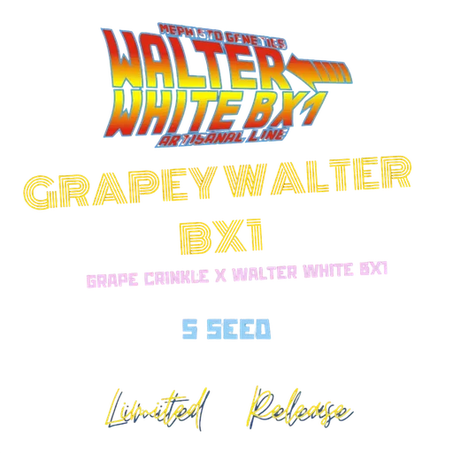 Grapey Walter BX1 Auto