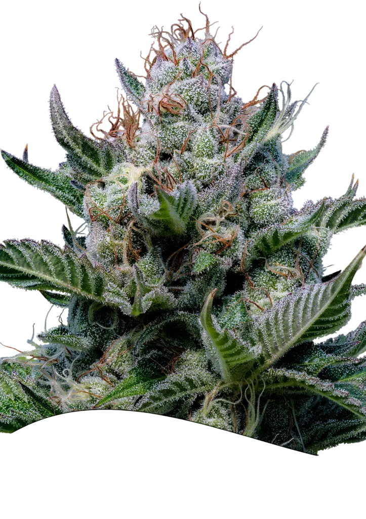 Green Apple Juice Auto | AUTOFEM | Anesia Seeds