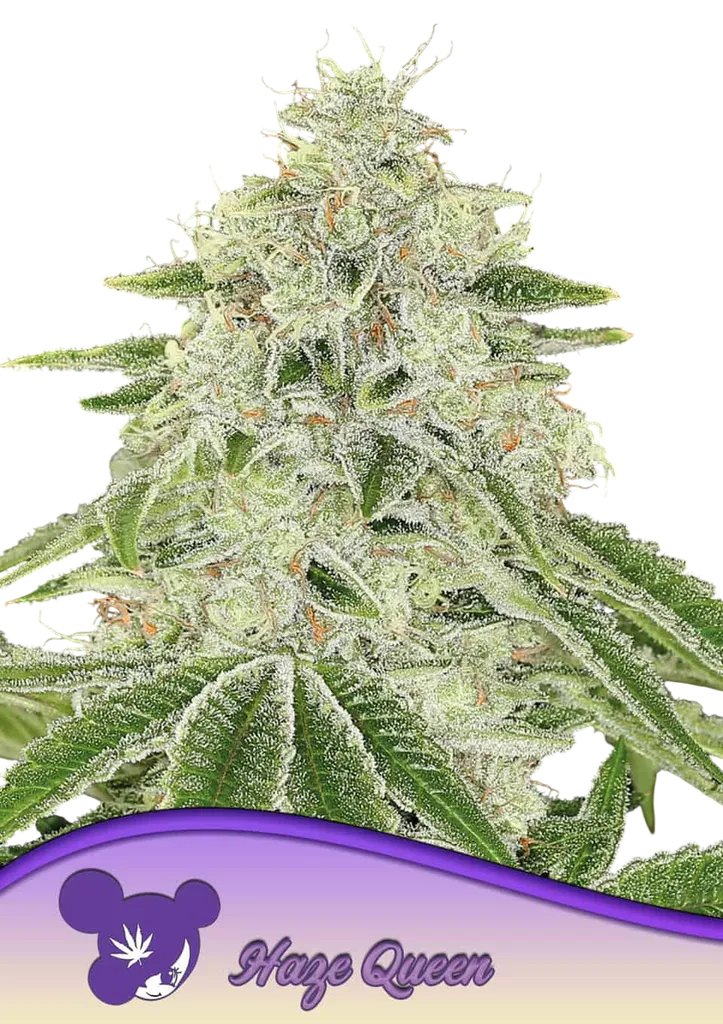 Haze Queen | PHOTOFEM | Anesia Seeds