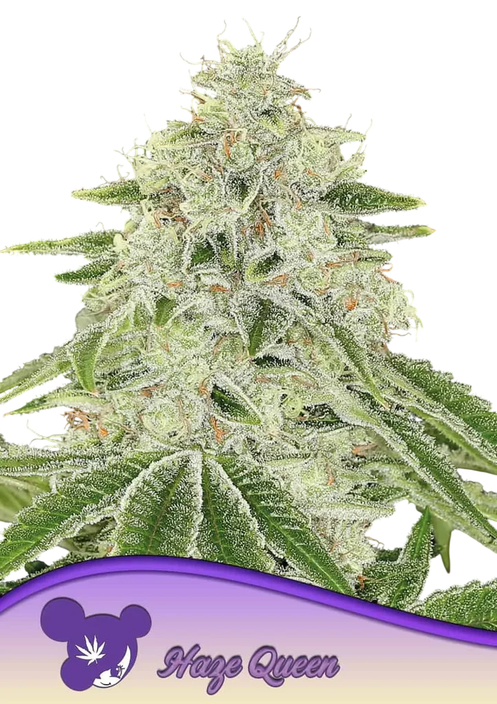 Haze Queen | PHOTOFEM | Anesia Seeds