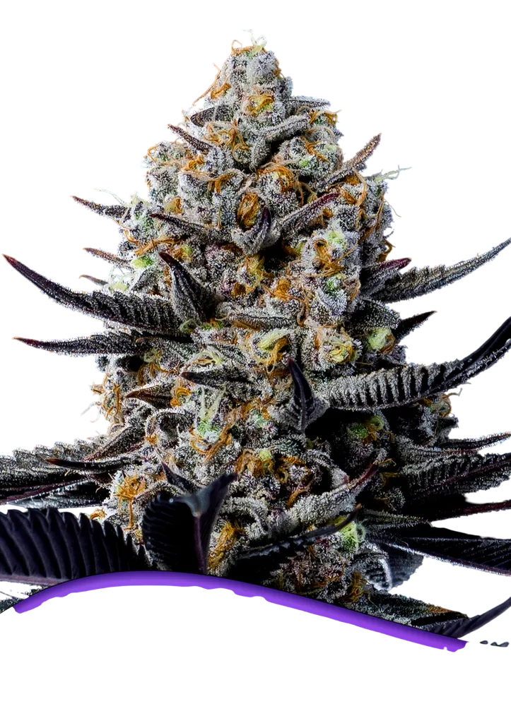 Jealousy Dankness | PHOTOFEM | Anesia Seeds