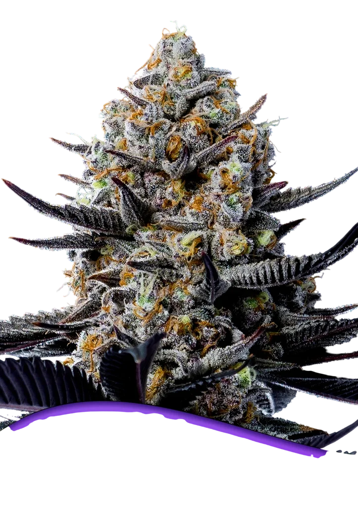 Jealousy Dankness | PHOTOFEM | Anesia Seeds