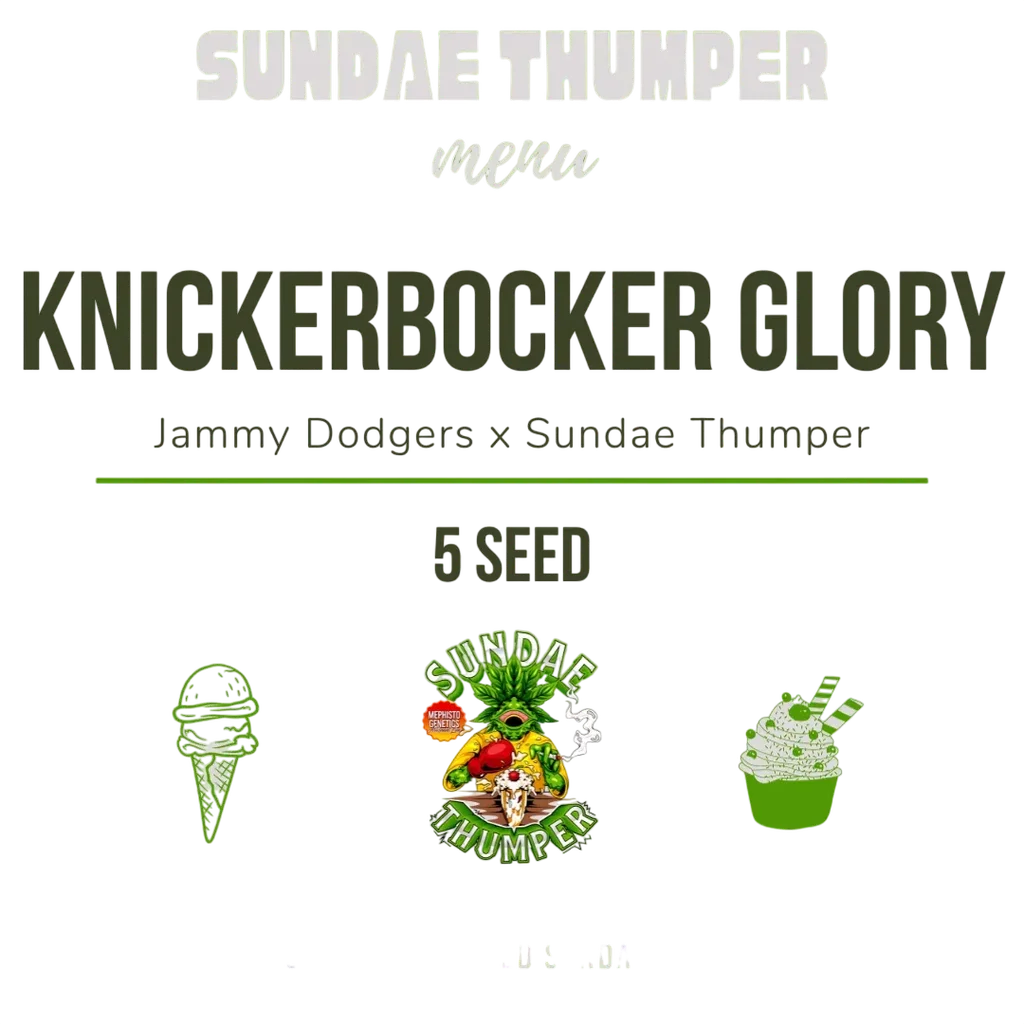 Knickerbocker Glory Auto | AUTOFEM | Mephisto Genetics