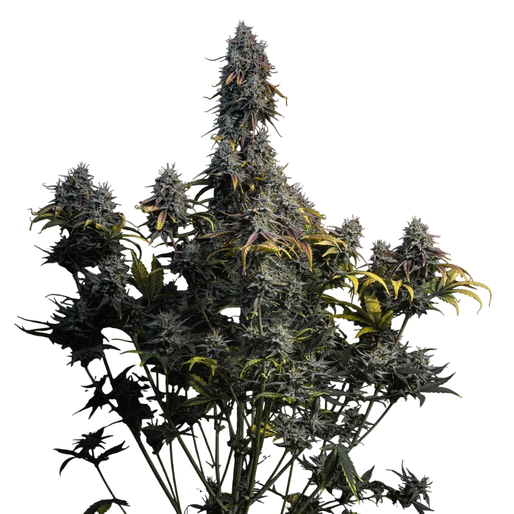 Marley's Grin Auto | AUTOFEM | Mephisto Genetics