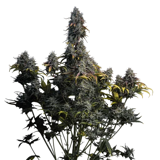 Marley's Grin Auto
