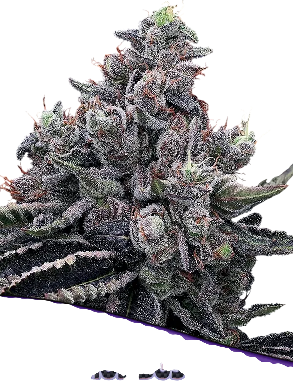 Mob Boss | PHOTOFEM | Anesia Seeds