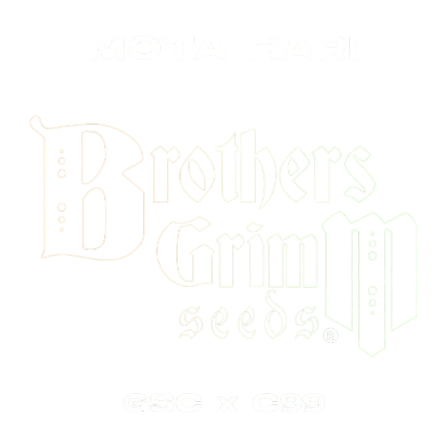 Mota Hari | PHOTOFEM | Brothers Grimm Seeds