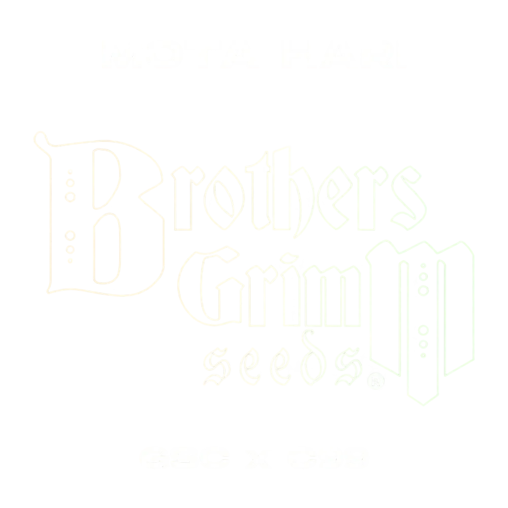 Mota Hari | PHOTOFEM | Brothers Grimm Seeds