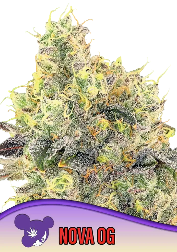 Nova OG | PHOTOFEM | Anesia Seeds