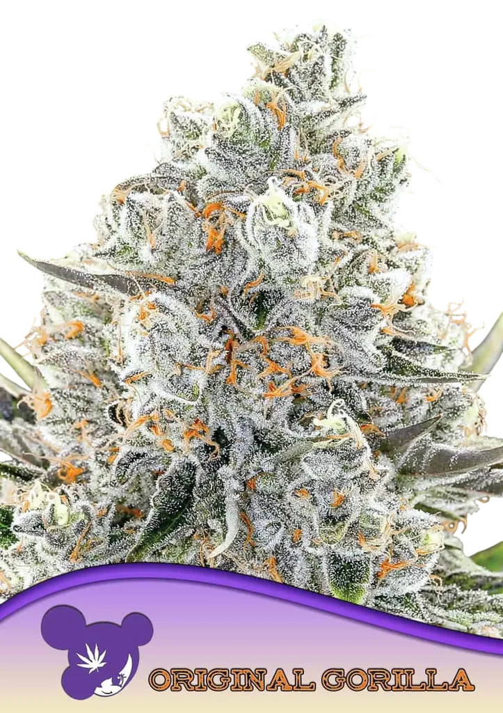 Original Gorilla #4 | PHOTOFEM | Anesia Seeds