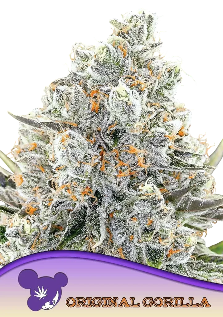 Original Gorilla #4 | PHOTOFEM | Anesia Seeds